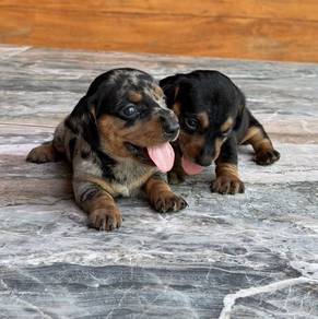 MINIATURE DACHSHUND Puppies 085 🐻 Adorable Female