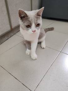 kucing