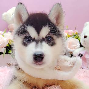 Wooly Husky