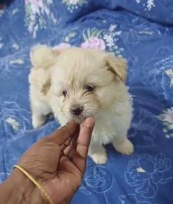 Pompoo