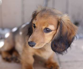 QWWE91291 Dachshund brown shaded color cute puppy