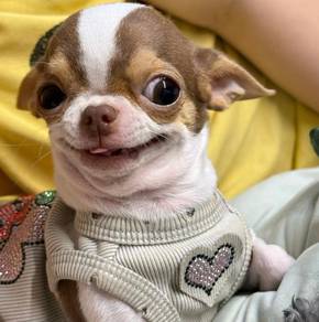 Chihuahua
