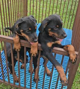 Rottweiler Puppy