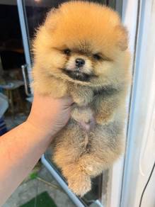 Pomeranian Puppy - Male 020
