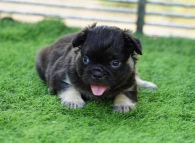 FRENCH BULLDOG PUPPIES🌻A193 Long Hair Male