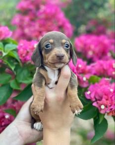 dachshund