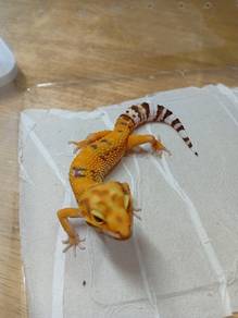 Leopard Gecko 