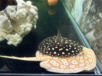 stingrays