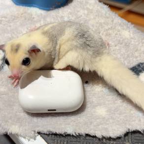 Mosaic Male sugar Glider 2 months