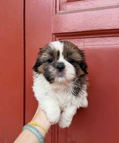 Shih Tzu Puppies 