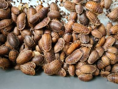 Dubia Roaches