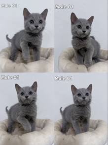 British Short Hair Kitten