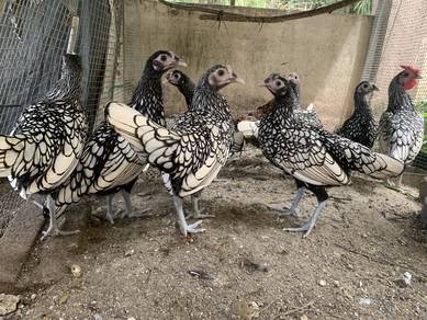 ayam batik silver / silver sebright bantam
