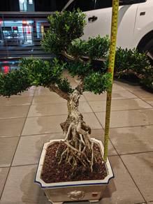 box wood, bonsai, pokok