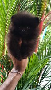 black color pomeranian w