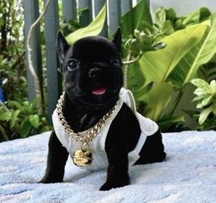 FRENCH BULLDOG PUPPIES VIP13🌻 Cute & Healthy Boy