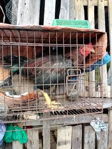 ayam batang kaki 