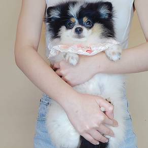 Pomeranian