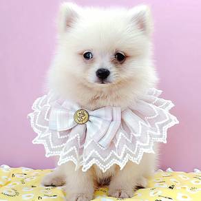 Pomeranian