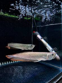 Silver Arowana