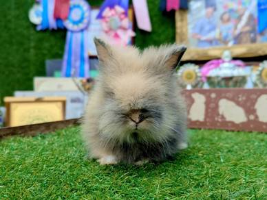 Arnab Teddy Bear Rabbit jrD