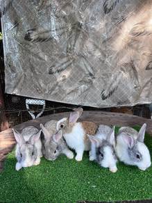 Arnab Rabbit