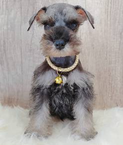 Schnauzer