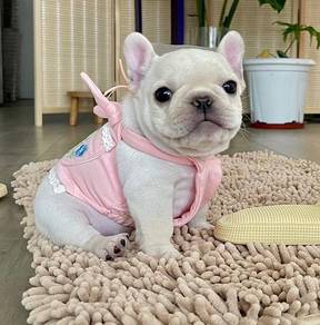 French Bulldog