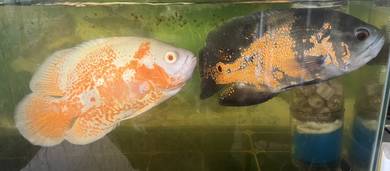 oscar red albino & black tiger