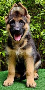 GERMAN SHEPHERD PUPPIES GSD232 🐻 Good structure