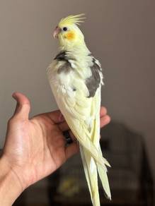 burung cockatiel pied jinak bird parrot