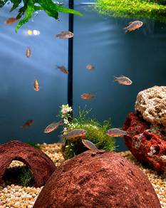 Galaxy Rasbora