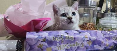 PURE BSH bRITISH sHORT hAIR MURAH PROMO TO REHOME