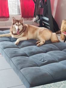 female alusky for sale 