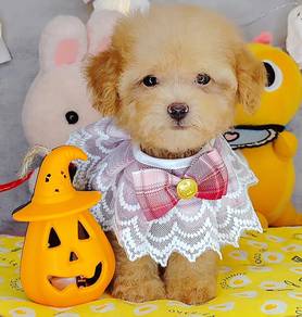 Poodle