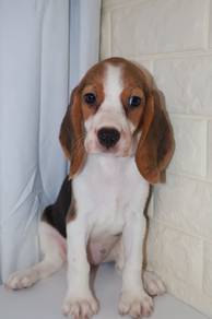 J0549 Beagle Cute Big Eyes Tricolor Puppy