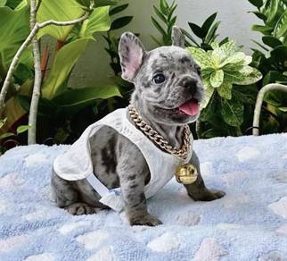 FRENCH BULLDOG PUPPIES VIP14🌻 Cute & Healthy Boy