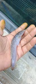 Anak ikan keli 5 inci