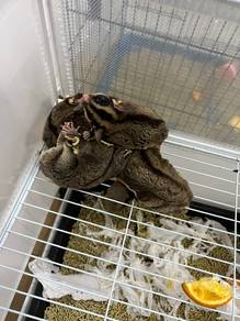 sugar glider