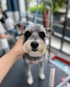 Schnauzer