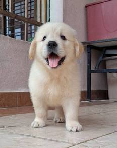 Golden Rettiver v
