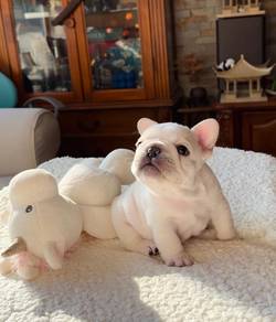 French  Bulldog