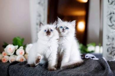 ragdoll Quality Kittens 