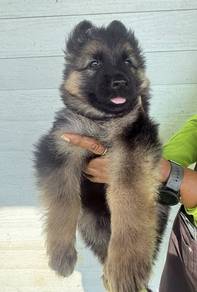 GERMAN SHEPHERD PUPPIES F139 🐻 Good structure