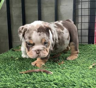 ENGLISH BULLDOG PUPPIES VIP05🐻 BullDog Available
