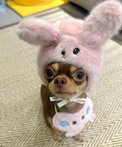 Chihuahua