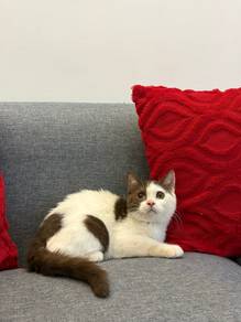 BSH bicolor chocolate