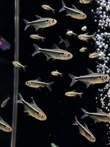 Black Neon Tetra