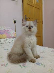 Anak kucing parsi
