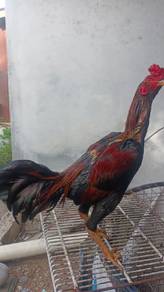 ayam fama